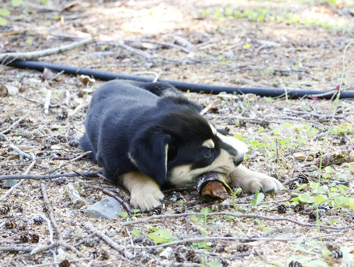 chinook dog
